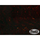 PICKGUARD BLANK TORTOISE BROWN 4-PLY 290 x 490mm (T / M / B / M)