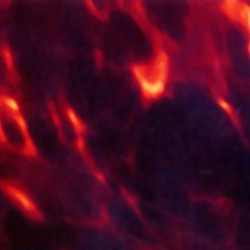 HOSCO® ACOUSTIC PICKGUARD BLANK ADHESIVE 290 x 180 x 0.65mm DARK TORTOISE